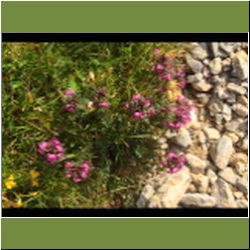 Regina-F-Rau_Laeusekraut-geschnaebelt_2015-07-03_Sonnjoch (353).JPG